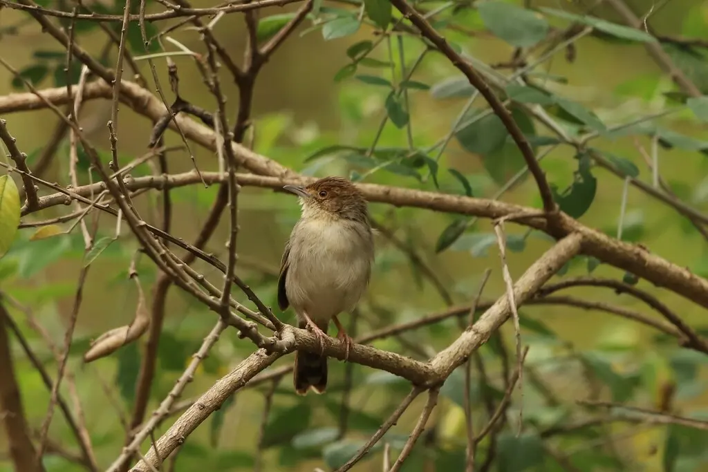 莱氏扇尾莺(Cisticola distinctus)