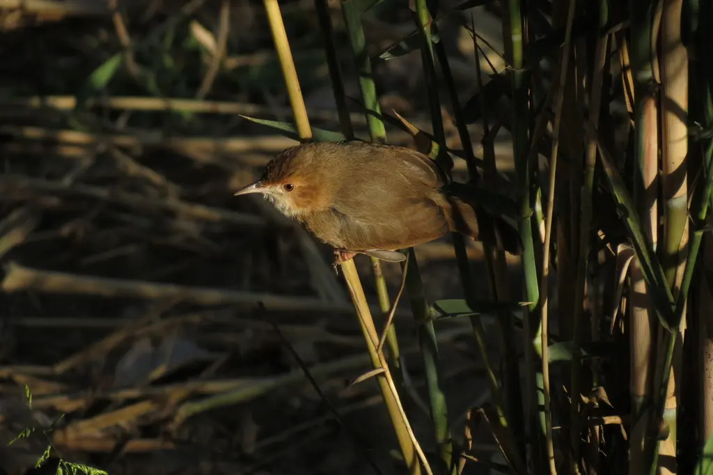 红脸扇尾莺(Cisticola erythrops)