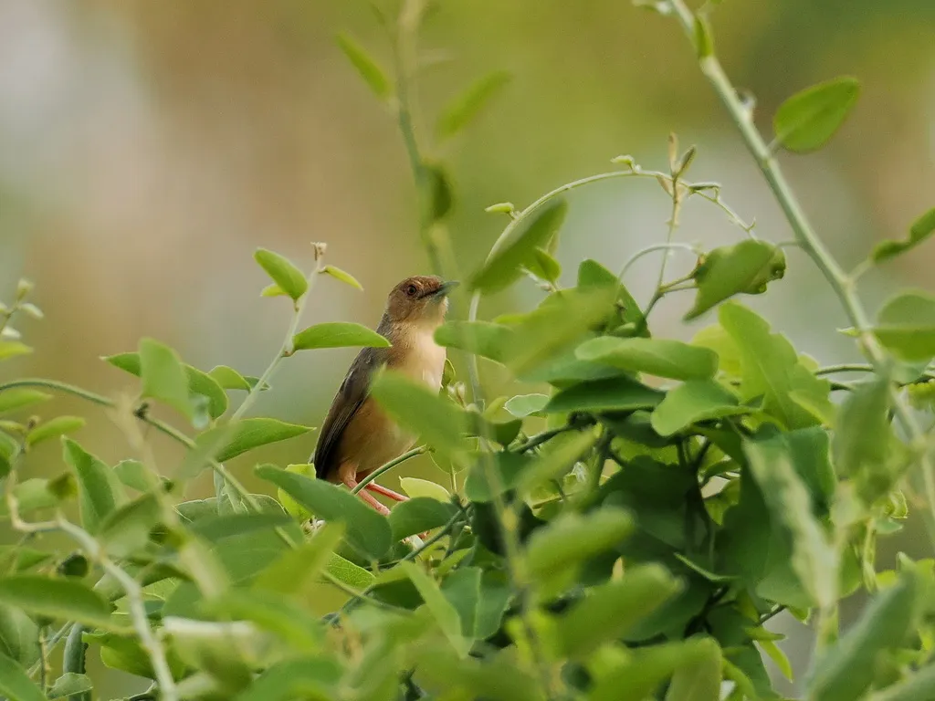 红脸扇尾莺(Cisticola erythrops)