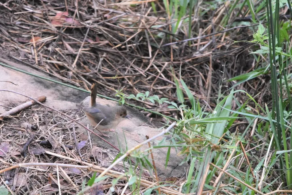红脸扇尾莺(Cisticola erythrops)
