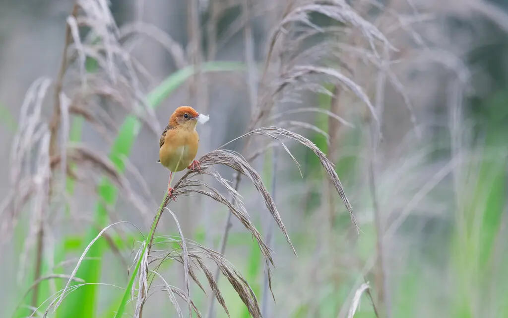 金头扇尾莺(Cisticola exilis)