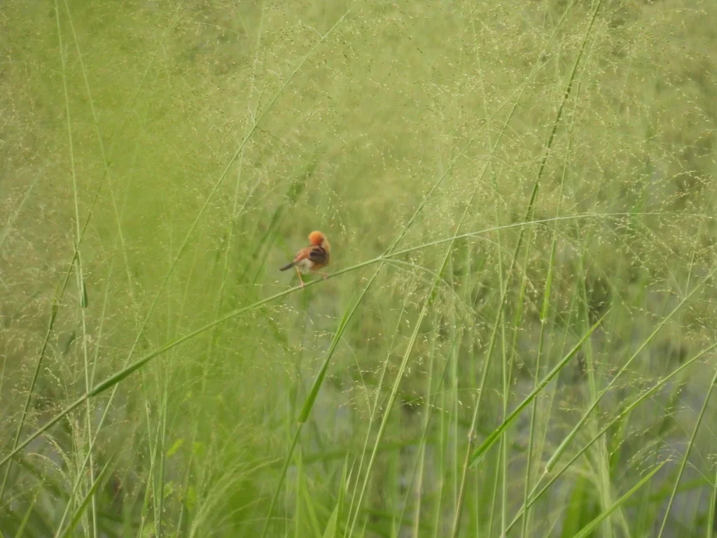 金头扇尾莺(Cisticola exilis)