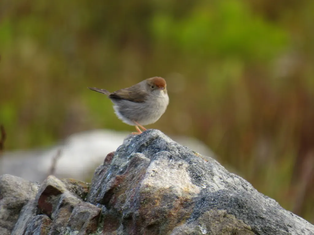 笛声扇尾莺(Cisticola fulvicapilla)