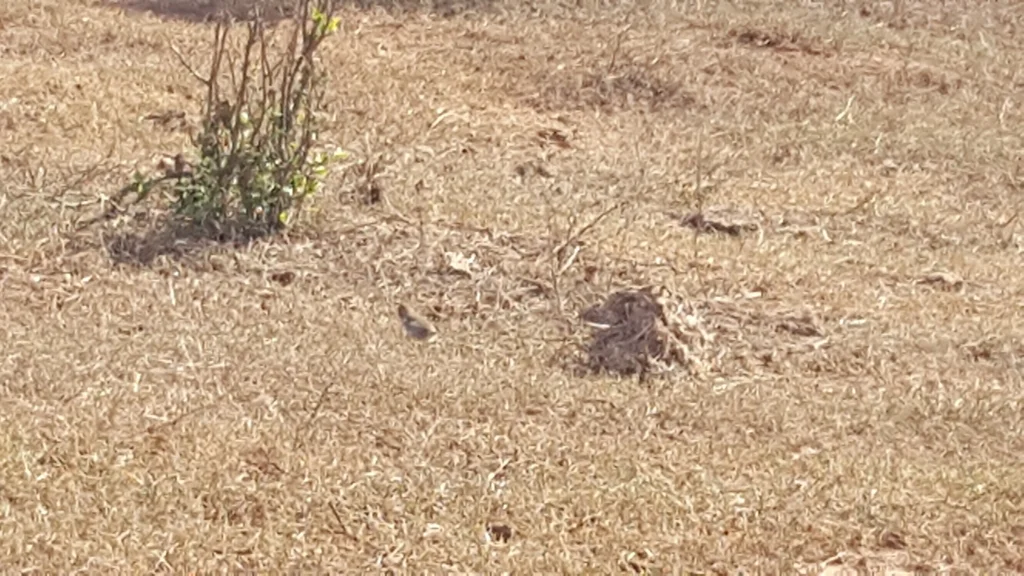 笛声扇尾莺(Cisticola fulvicapilla)