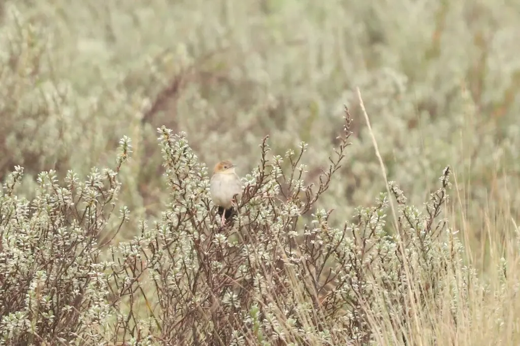 亨氏扇尾莺(Cisticola hunteri)