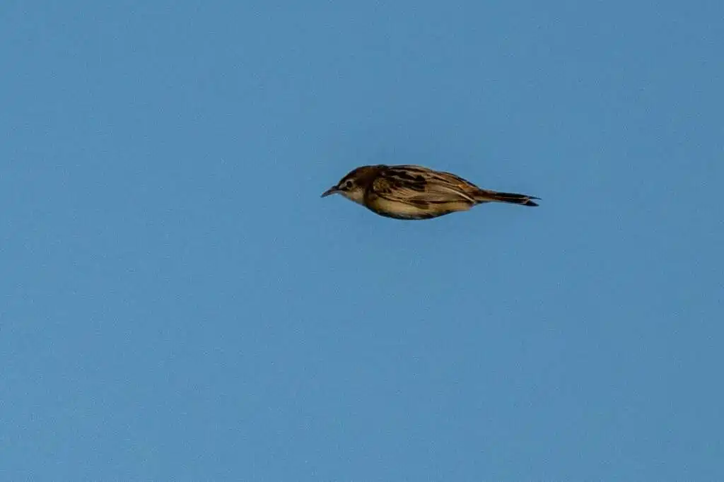 棕扇尾莺（Cisticola juncidis）