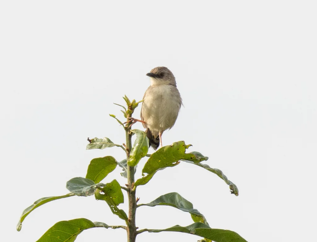 哨声扇尾莺(Cisticola lateralis)
