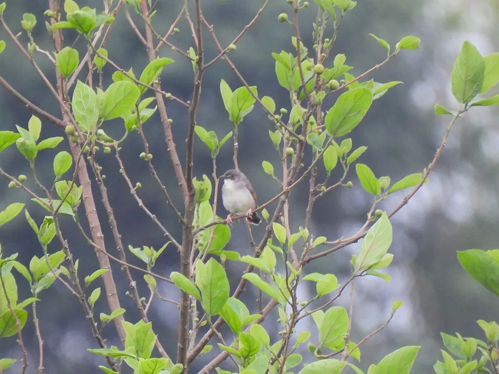 哨声扇尾莺(Cisticola lateralis)