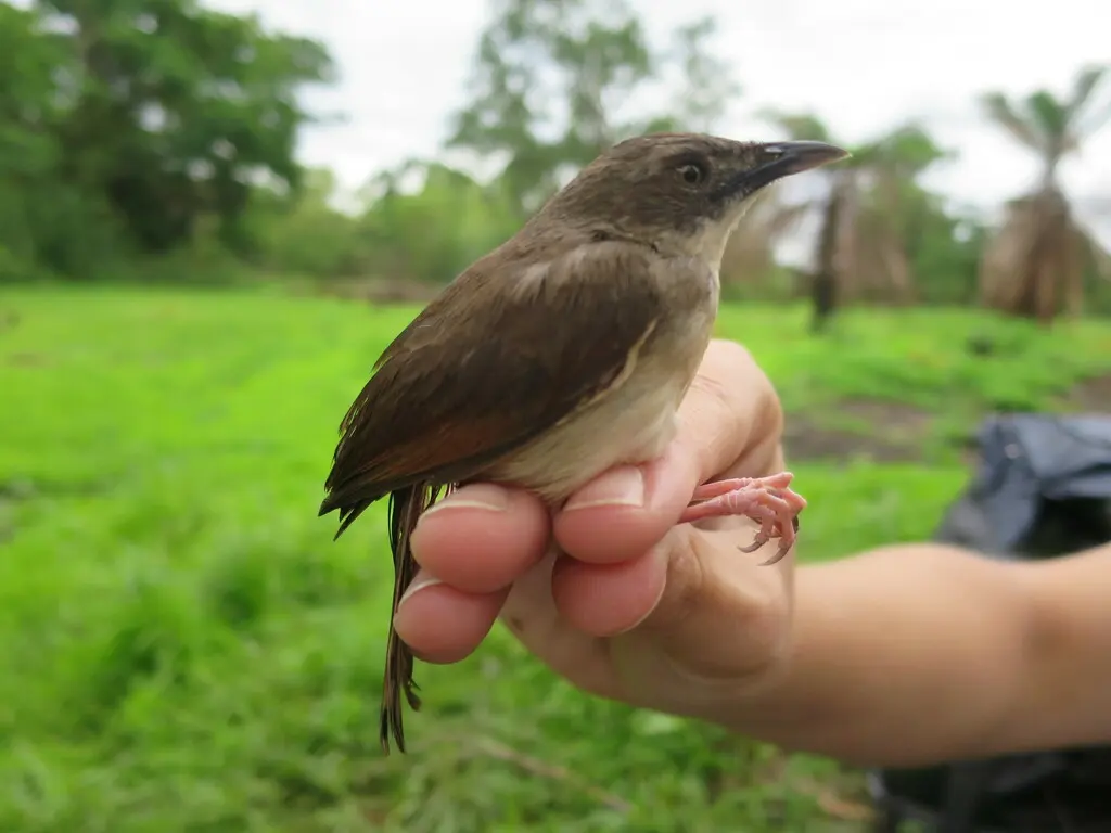 哨声扇尾莺(Cisticola lateralis)