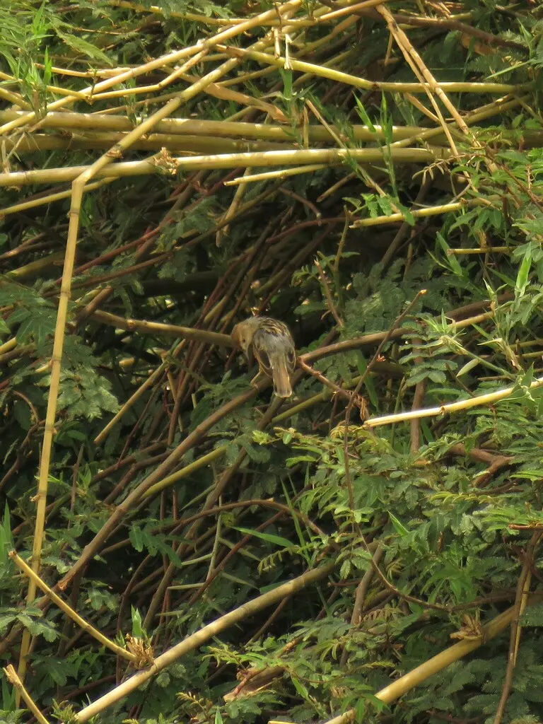 赞比亚扇尾莺(Cisticola luapula)
