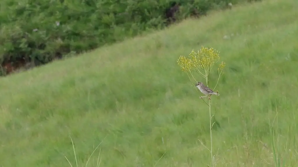 蛙声扇尾莺(Cisticola natalensis)