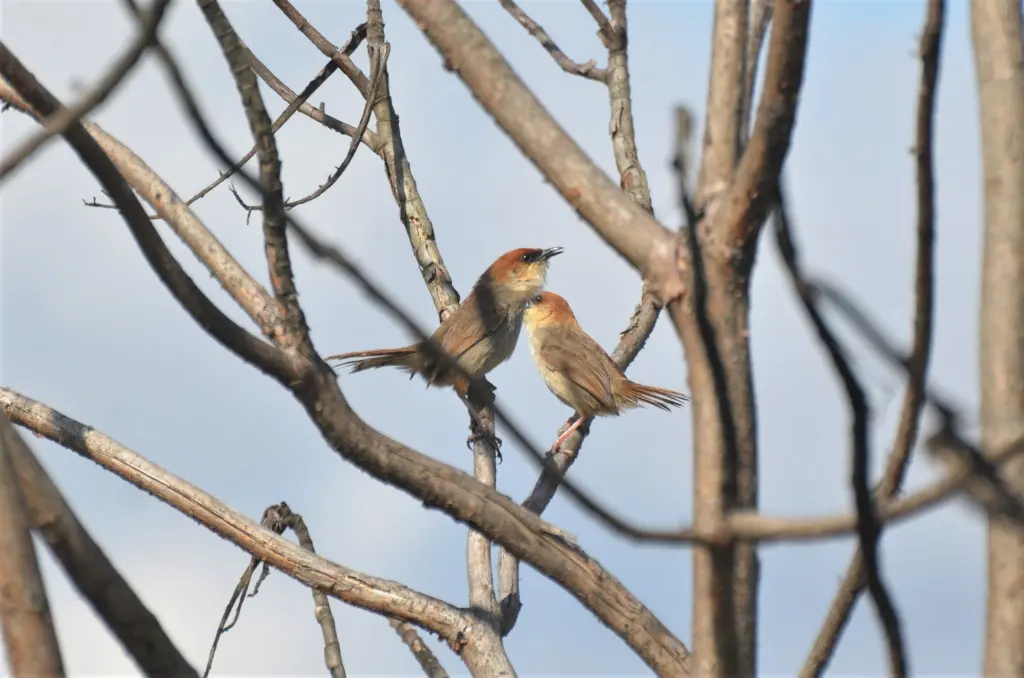 黑眉扇尾莺(Cisticola nigriloris)