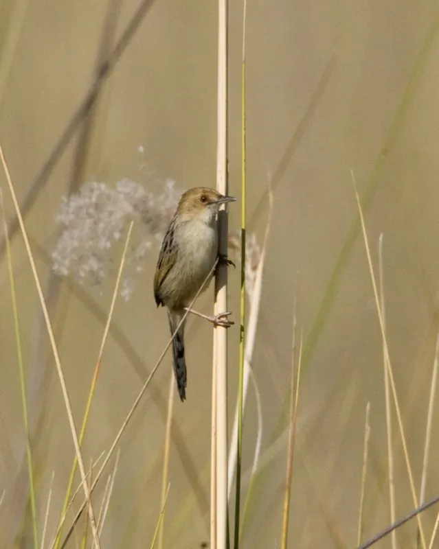 唧鸣扇尾莺(Cisticola pipiens)