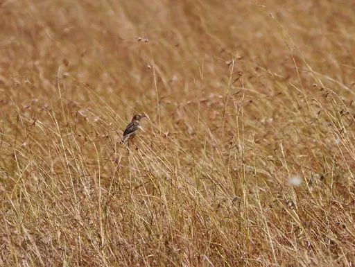 强健扇尾莺(Cisticola robustus)