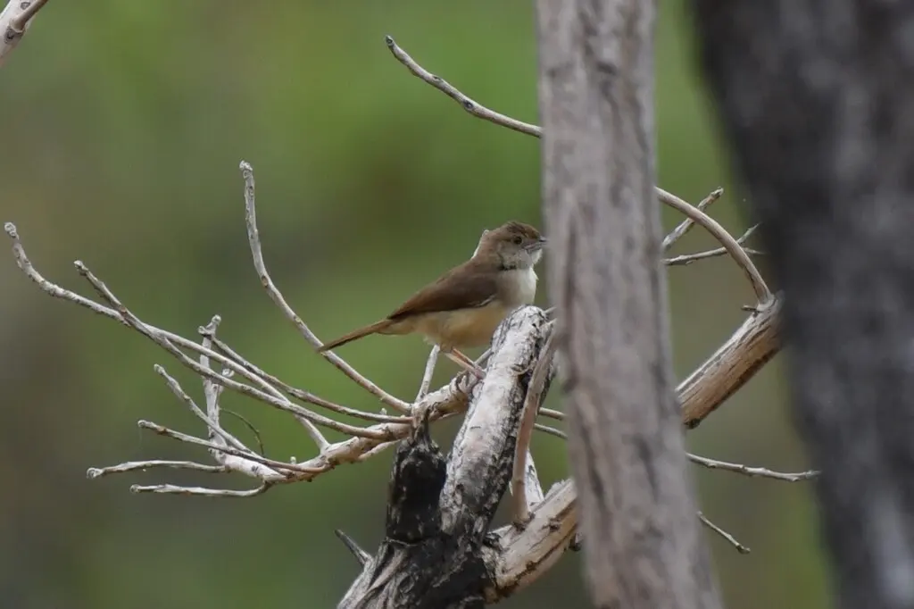 褐扇尾莺(Cisticola rufus)