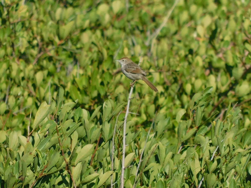 灰背扇尾莺（Cisticola subruficapilla）