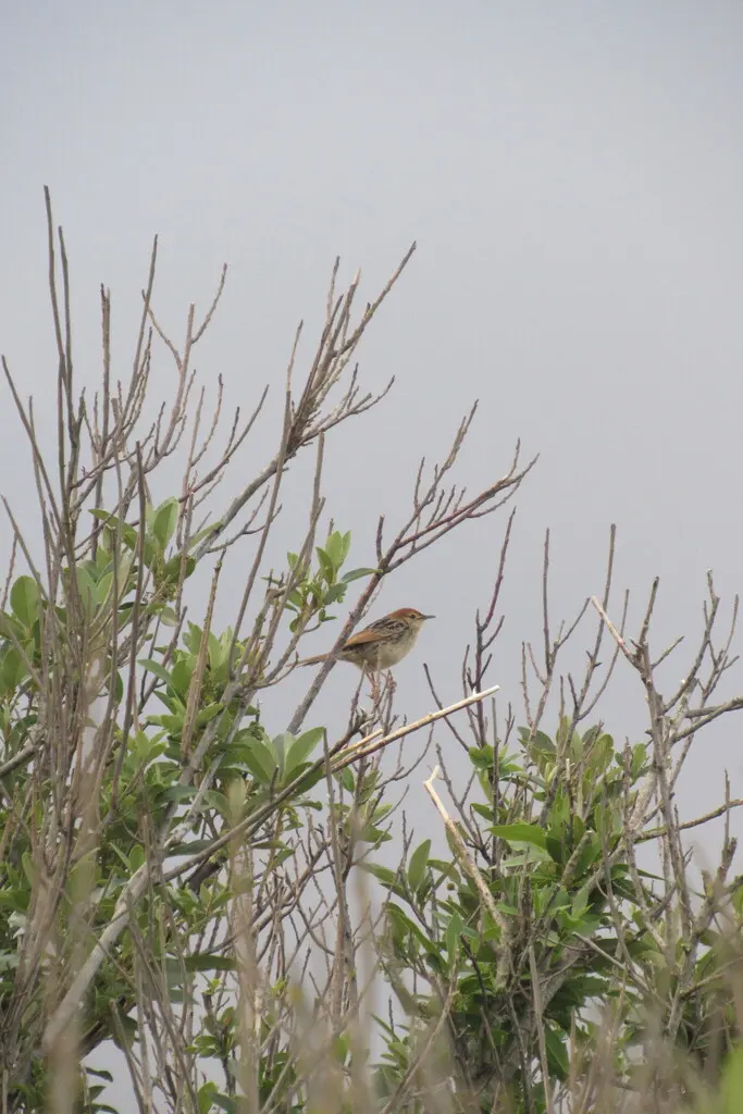 铃声扇尾莺(Cisticola tinniens)