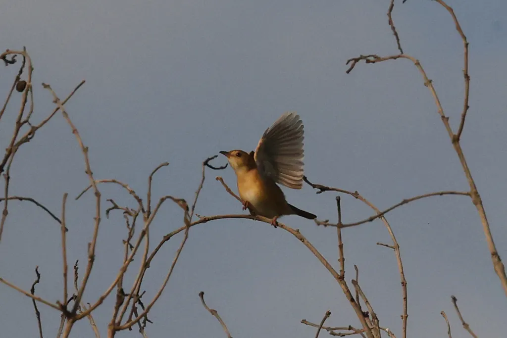 狐色扇尾莺(Cisticola troglodytes)