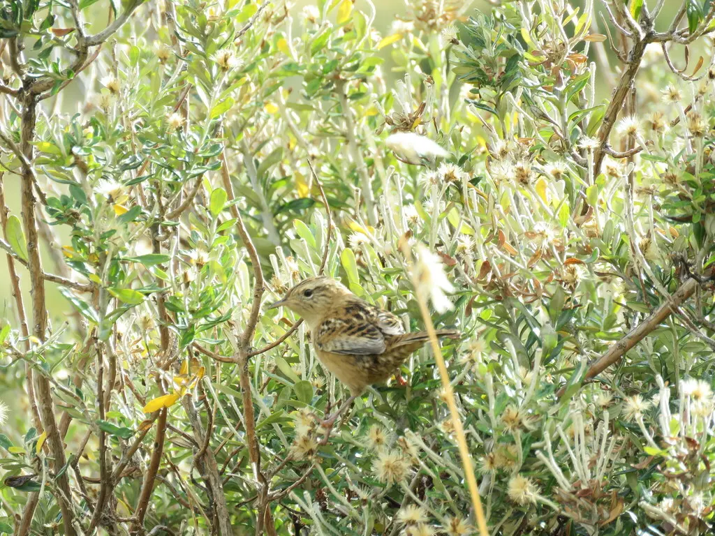 短嘴沼泽鹪鹩(Cistothorus platensis)