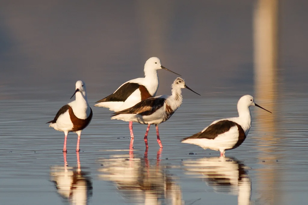 斑长脚鹬(Cladorhynchus leucocephalus)