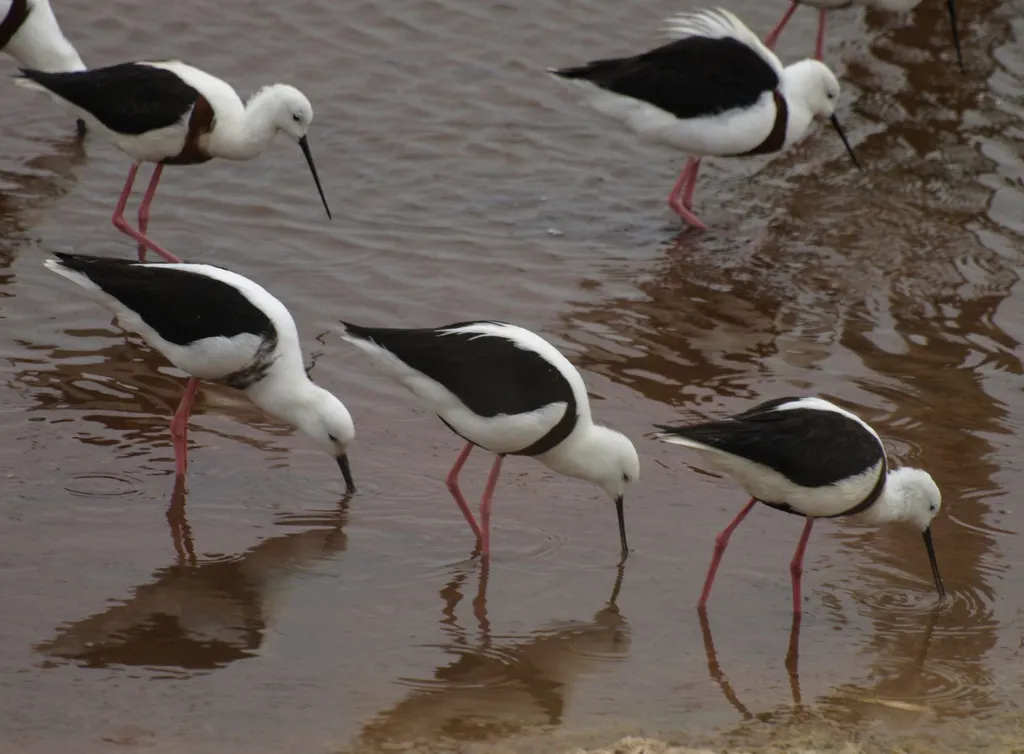 斑长脚鹬(Cladorhynchus leucocephalus)