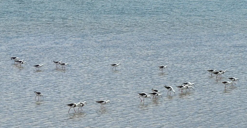 斑长脚鹬(Cladorhynchus leucocephalus)