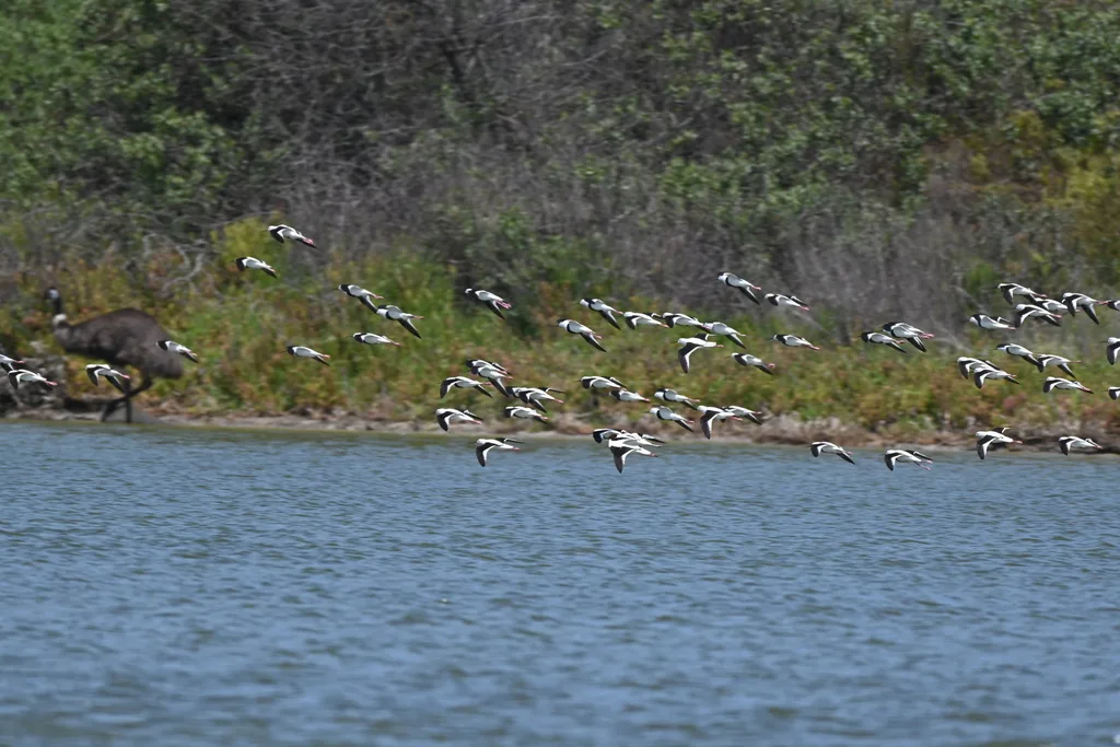 斑长脚鹬(Cladorhynchus leucocephalus)