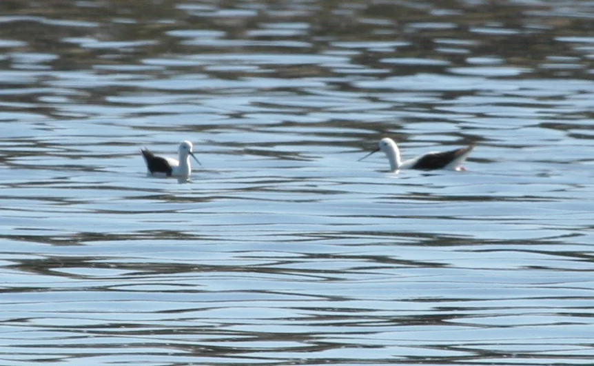 斑长脚鹬(Cladorhynchus leucocephalus)