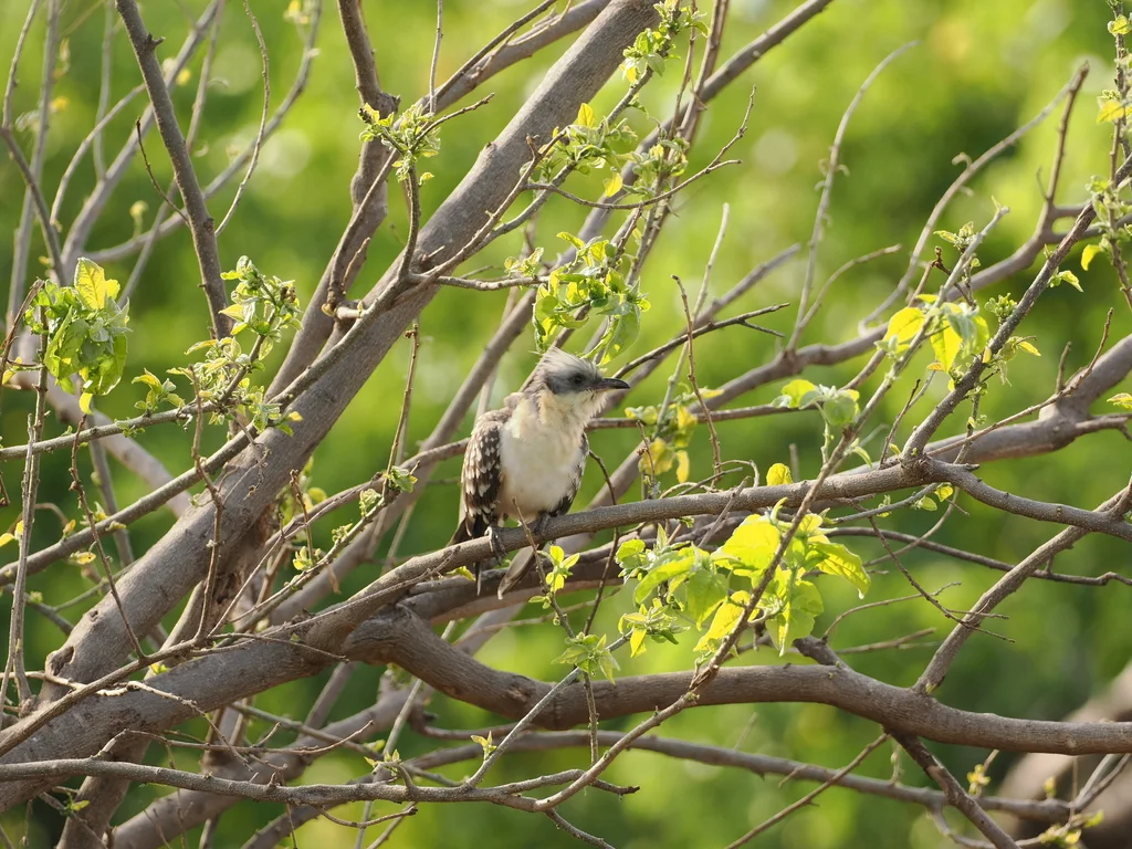 大斑凤头鹃(Clamator glandarius)
