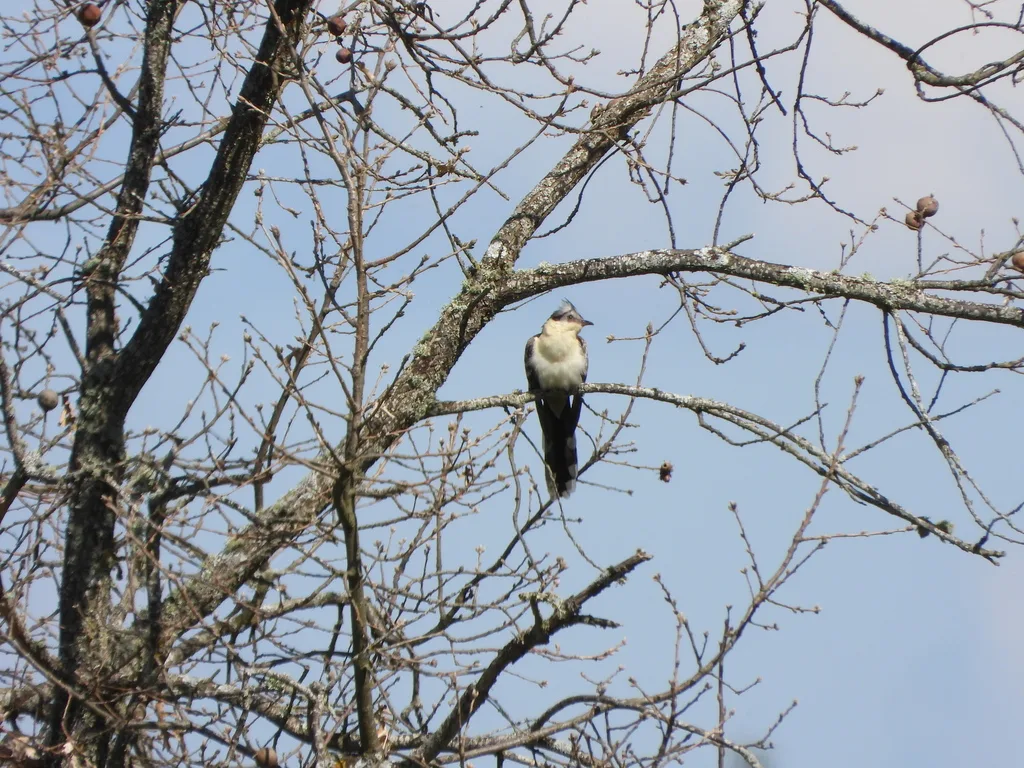 大斑凤头鹃(Clamator glandarius)