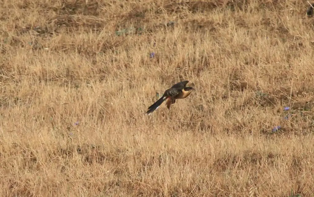 大斑凤头鹃(Clamator glandarius)