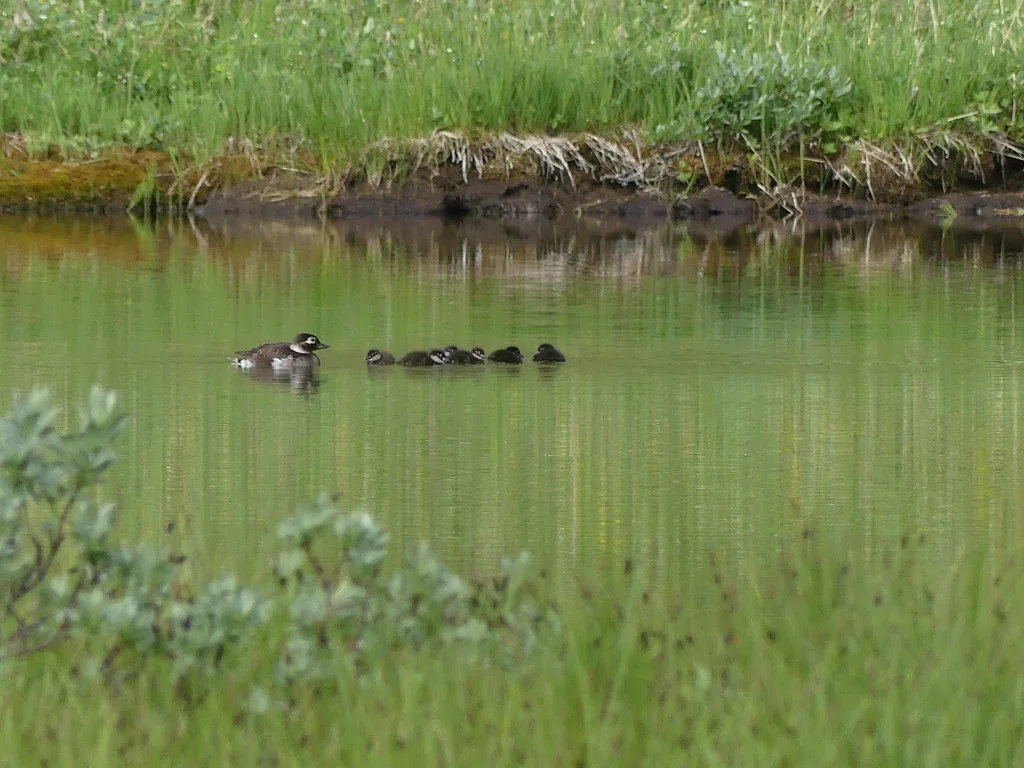 长尾鸭(Clangula hyemalis)