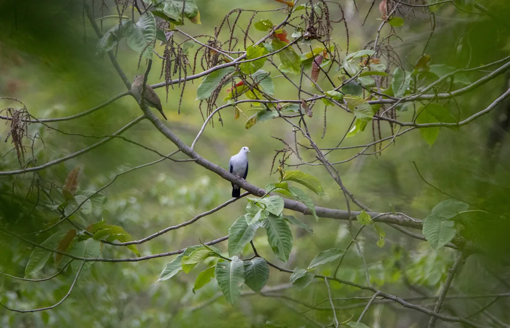 蓝地鸠(Claravis pretiosa)