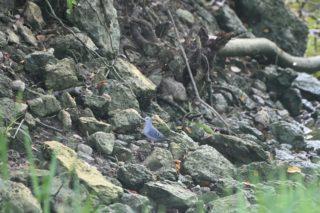 蓝地鸠(Claravis pretiosa)
