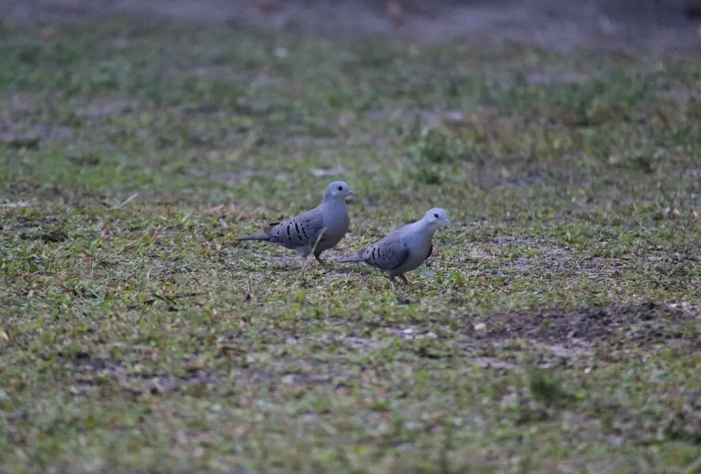 蓝地鸠(Claravis pretiosa)