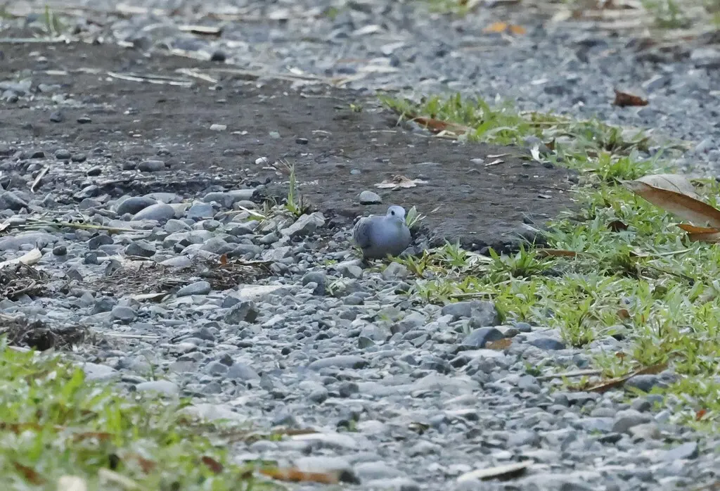 蓝地鸠(Claravis pretiosa)