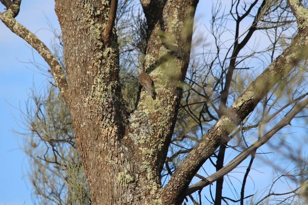 白眉短嘴旋木雀(Climacteris affinis)