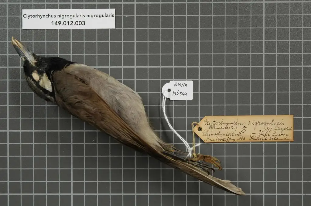 黑喉鵙嘴鹟(Clytorhynchus nigrogularis)