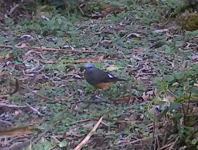 红腰丛霸鹟(Cnemarchus erythropygius)