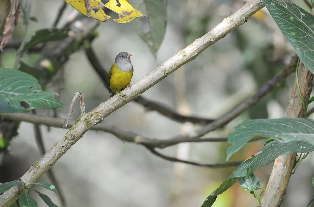 灰头薮唐纳雀（Cnemoscopus rubrirostris）