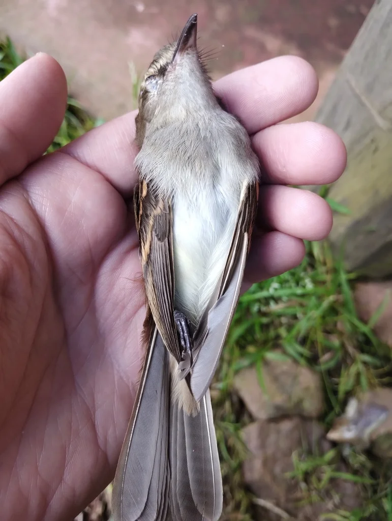 暗褐霸鹟(Cnemotriccus fuscatus)
