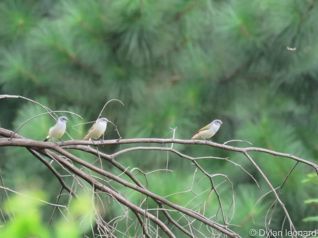 黑颊黄腹梅花雀(Coccopygia melanotis)