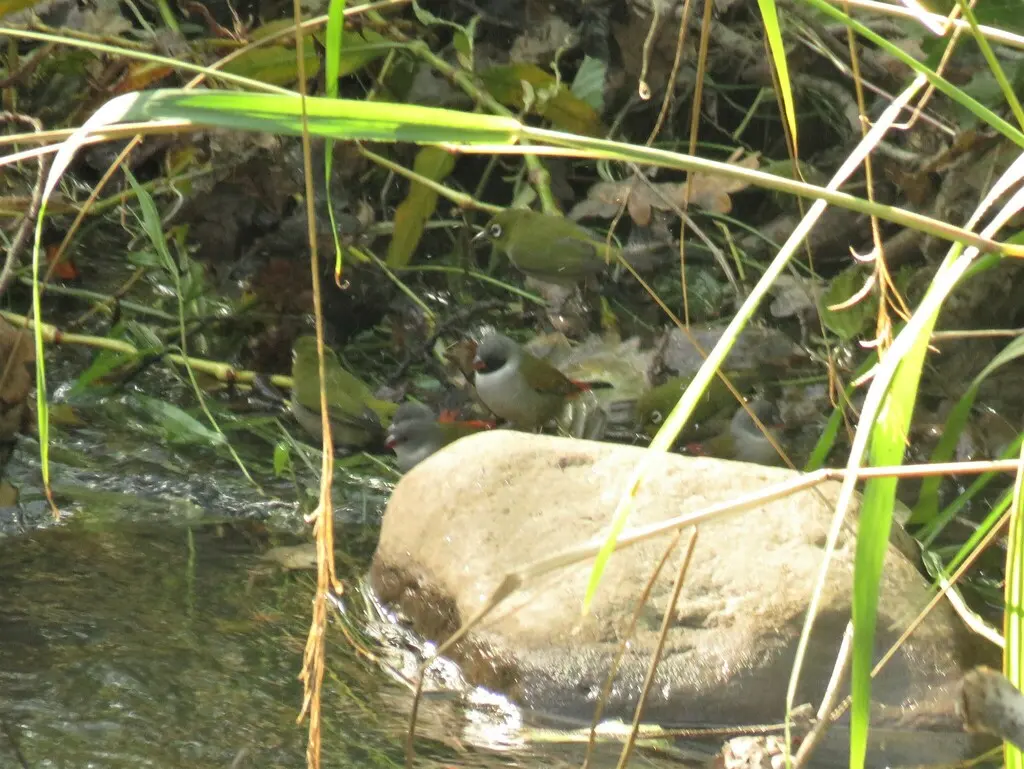 黑颊黄腹梅花雀(Coccopygia melanotis)