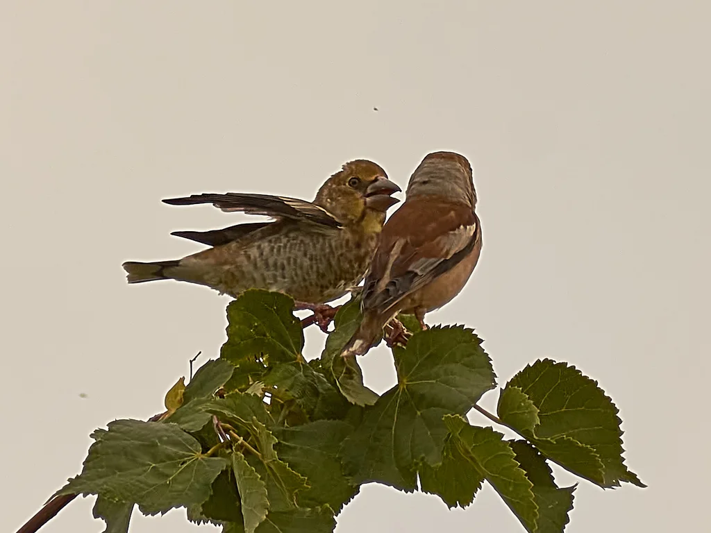 锡嘴雀(Coccothraustes coccothraustes)