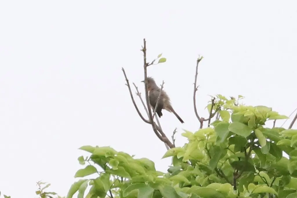 小美洲鹃(Coccycua pumila)