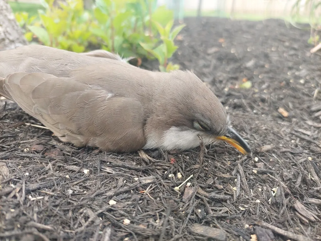 黄嘴美洲鹃(Coccyzus americanus)