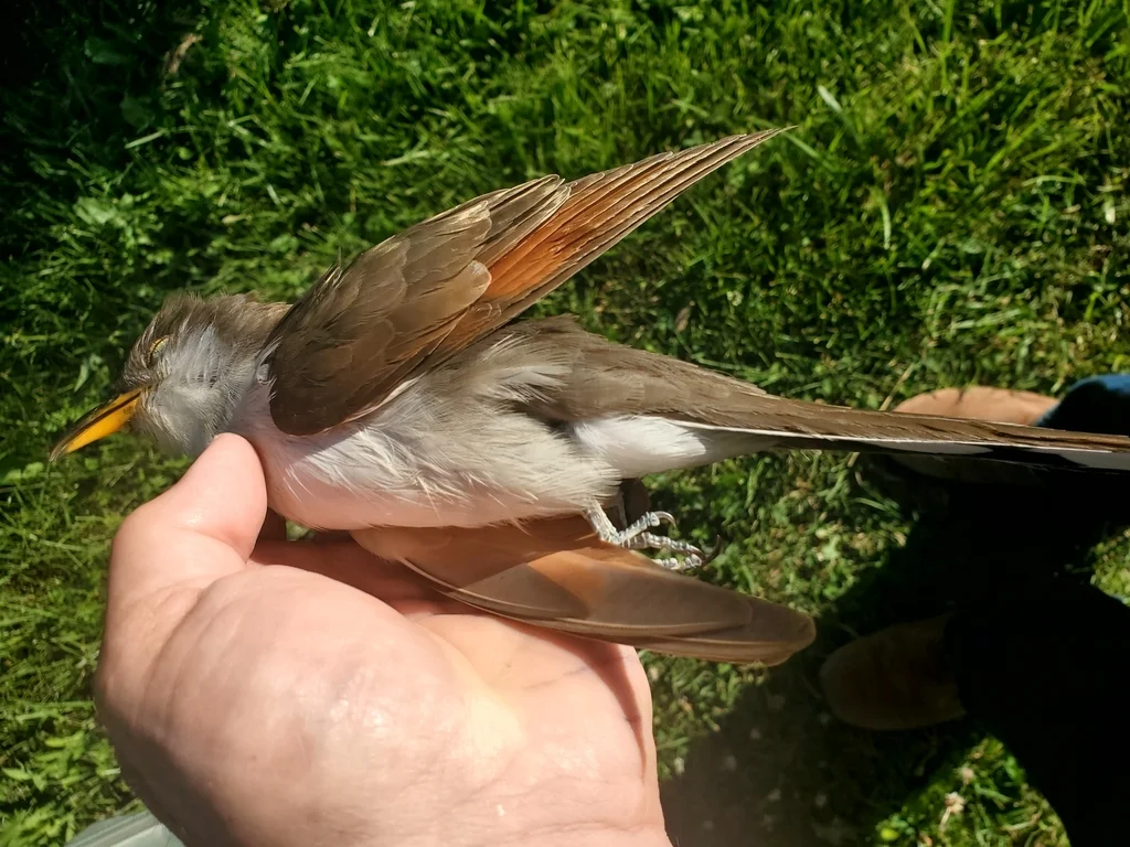 黄嘴美洲鹃(Coccyzus americanus)
