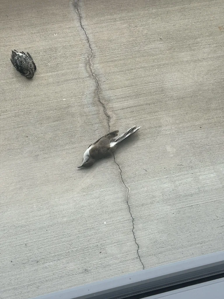 黄嘴美洲鹃(Coccyzus americanus)