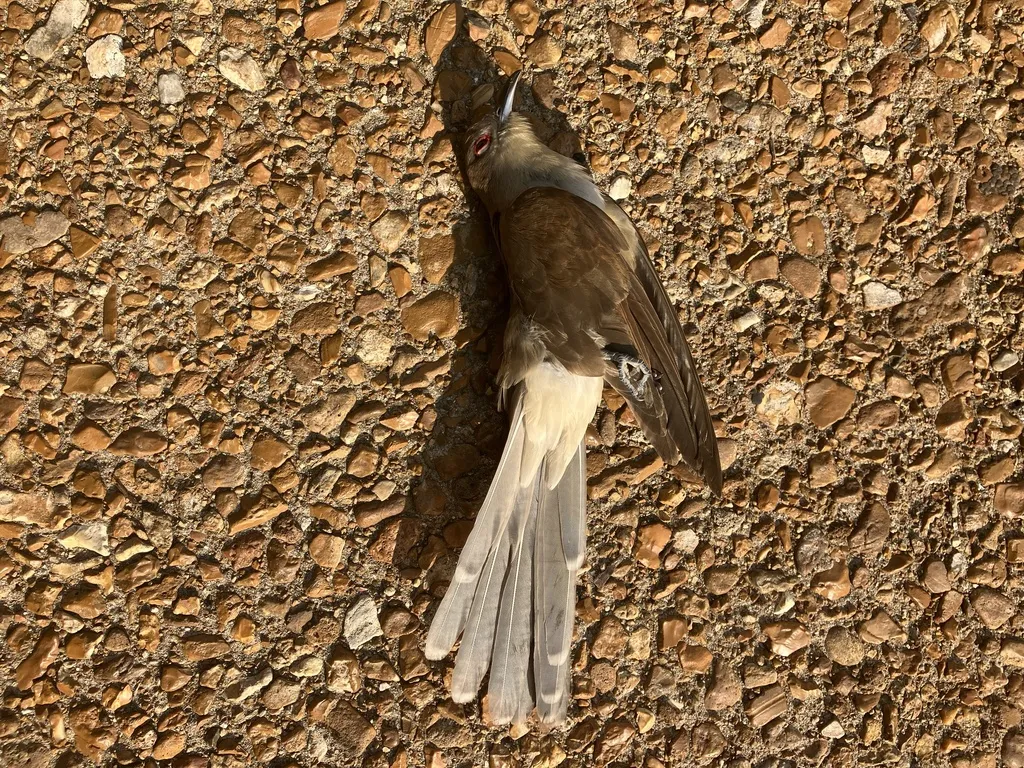 黑嘴美洲鹃(Coccyzus erythropthalmus)