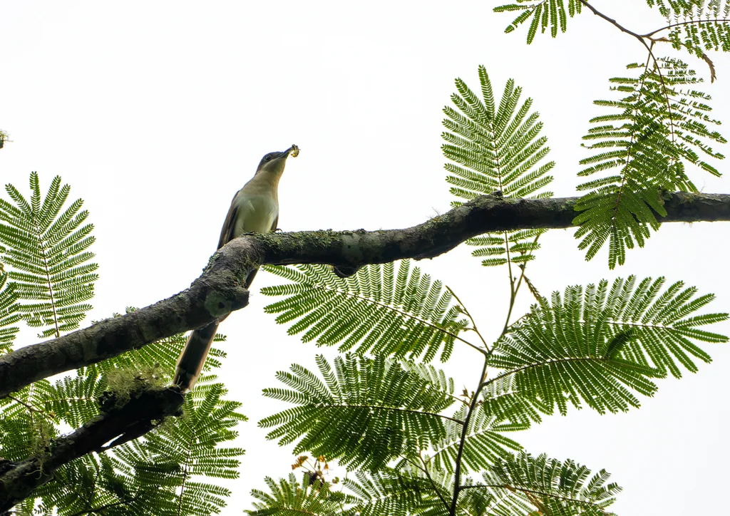 黑嘴美洲鹃(Coccyzus erythropthalmus)
